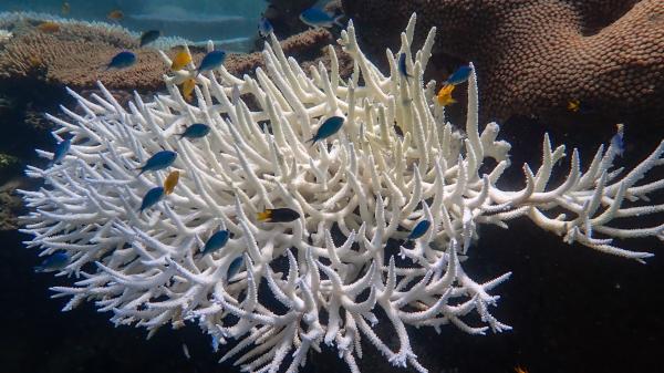 A branching coral is bleached, while small fish swim amongst it's branches