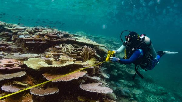 Diver swims beside the reef slope. Coral bleaching can be observed.