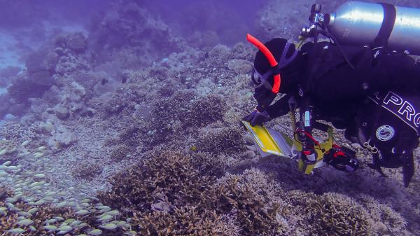 A scuba diver surveys a healthy coral reef