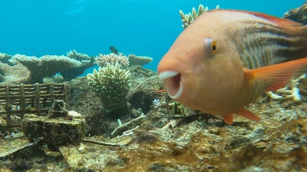 a happy parrotfish swims towards a camera, whilst a device that holds baby corals is covered in algae in the background