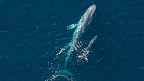 An adult pygmy blue whale swims beside a baby, as seen from the air