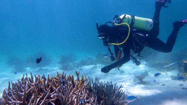 A scuba diver swims over a coral reef