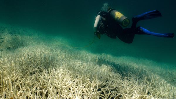 A scuba diver swims over a bleached reef