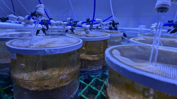 glass jars sitting in water in a large aquaria