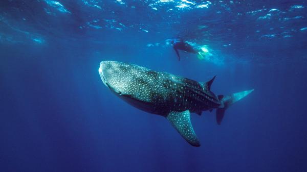 A diver swims above a large whale shark