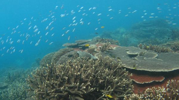 Healthy reef with different shaped corals under blue but cloudy water with small fish swimming about the corals