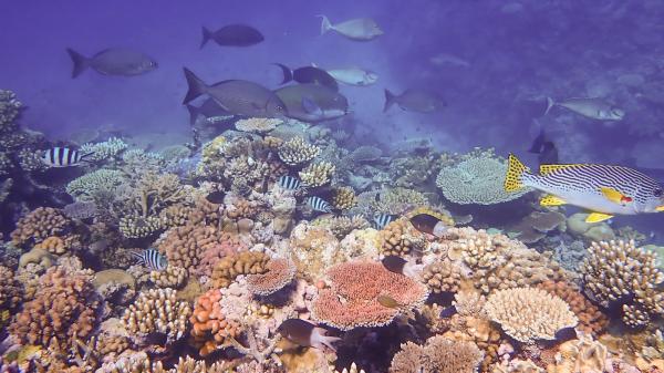 Fish swim around a colourful coral garden