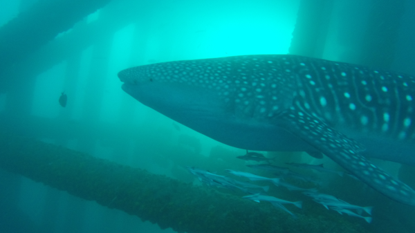 A whale shark swims through a man-made structure underwater