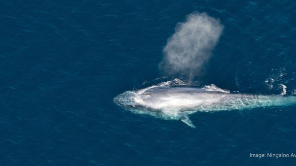 a large whale at the surface of the water with a condensation cloud above it, travelling right to left. Photo is taken from above.