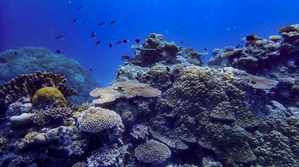 Coral Reefs