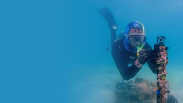 a person on scuba gear is underwater, fixing a piece of equipment to a short pole which is covered in marine life