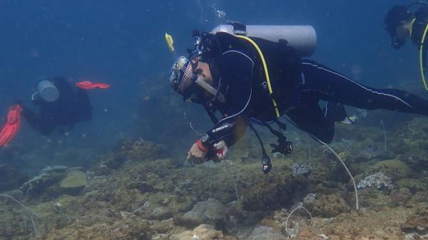 a diver is underwater looking down at the reef taking a photo. there are 2 other divers near them.