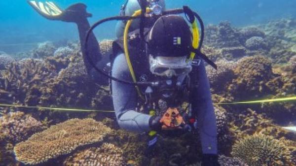 a diver underwater on a reef, holding a coral seeding device. A transect tape is behind them