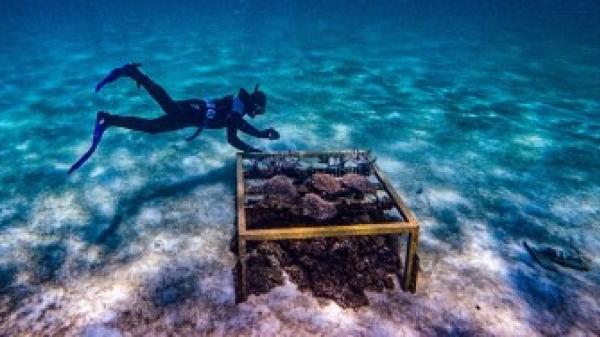 a diver hovers over a small group of corals and lots of small fish l the corals have a yellow frame around them