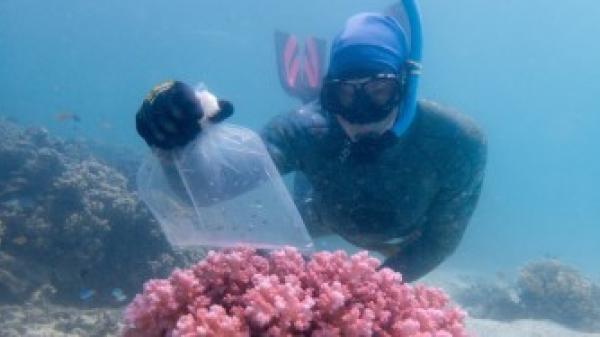 a person underwater with mask and snorkel holds a clear bag with small fish in it. the bag is held above a small pink coral