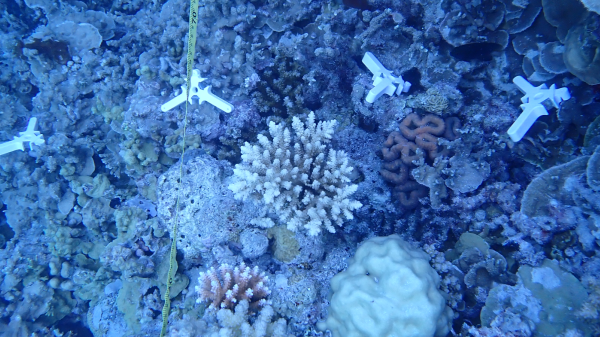 Overhead view of a coral reef with three-pronged white ceramic devices placed on them. The devices are loaded with young corals