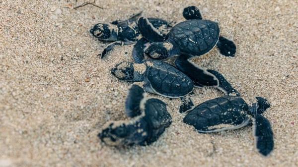 Baby green sea turtles