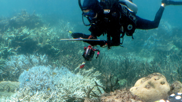SCUBA-diving scientist observing corals