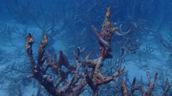 branching corals 