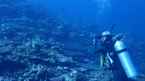 Diver surveys coral bleaching and mortality at Rowley Shoals, WA