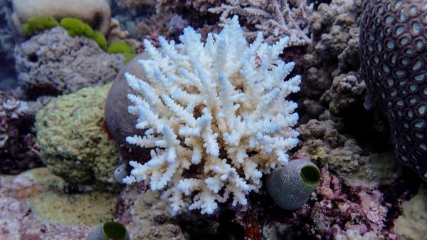 Minor bleaching of Acropora coral on Great Barrier Reef