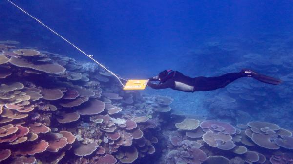 Scientist conducts manta tow survey on Great Barrier Reef