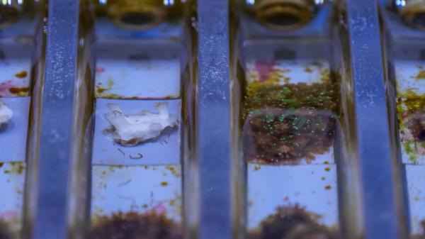 Small fragments of coral - some white, some multicoloured - are arranged in a line and separated by dividers