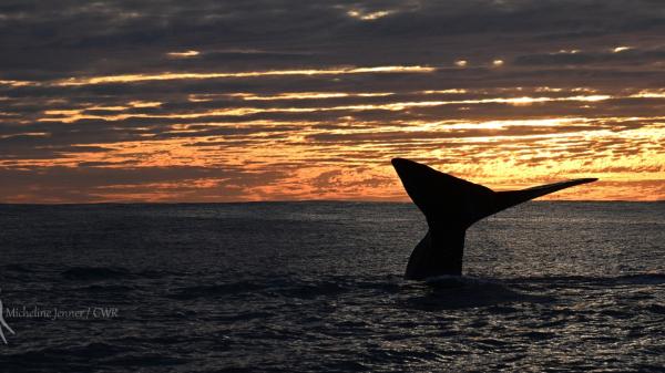 A whale's tail is silhouetted at sunset