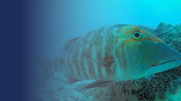 a large fish eyeballs the camera. the fish is in front of a large group of starfish on a small coral head
