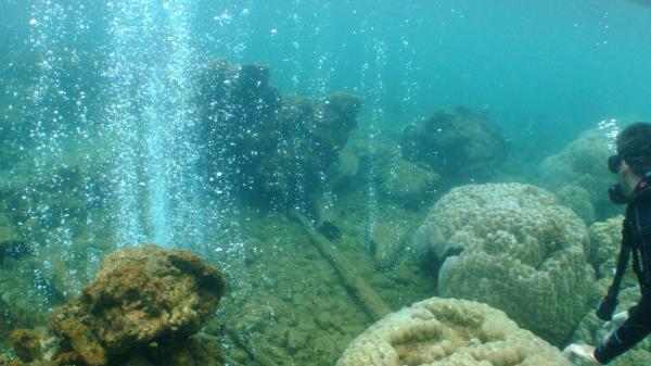 Diver watchs CO2 bubbles emerge from volcanic seeps around corals