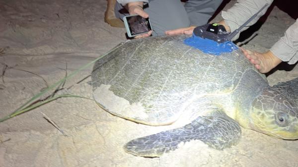 Attaching a tag to the shell of an olive ridley turtle