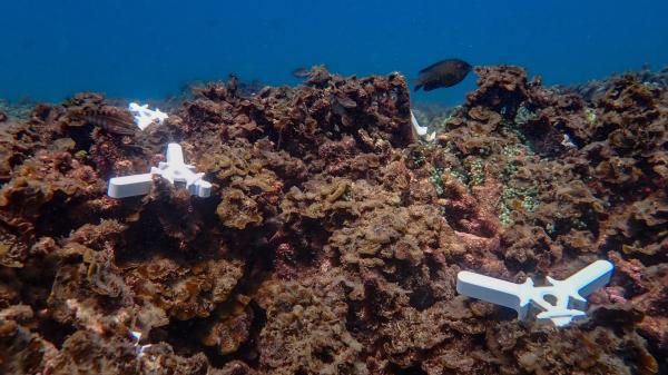 Coral seeding devices on seafloor rubble