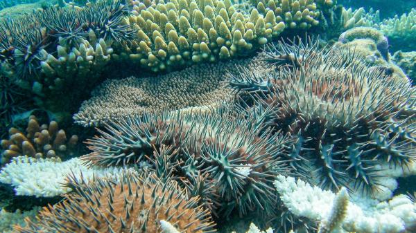 An underwater image showing spikey creatures known as crown-of-thorns starfish on a coral reef