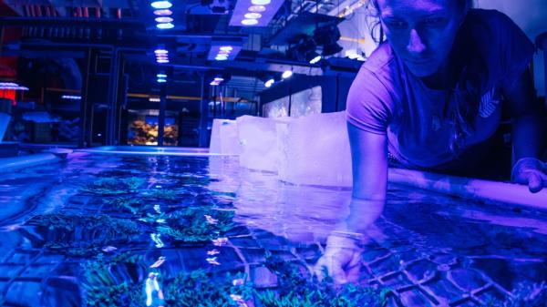 Scientist in coral aquaculture facility