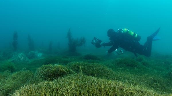 A diver surveys a bed of invasive Caulerpa seaweed