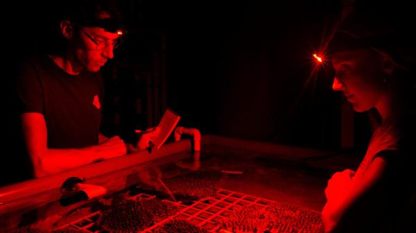 Two people stand over a tank filled with corals under red light