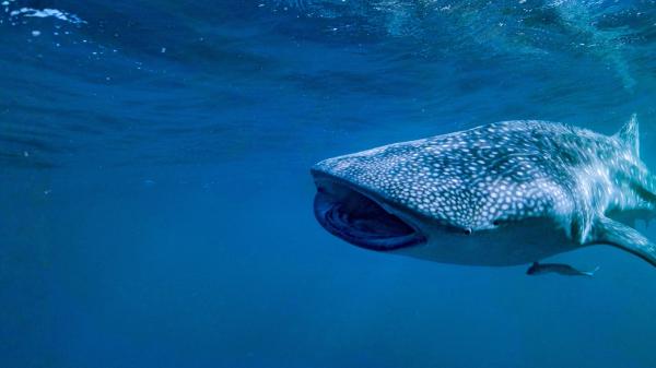 Whale shark with open mouth