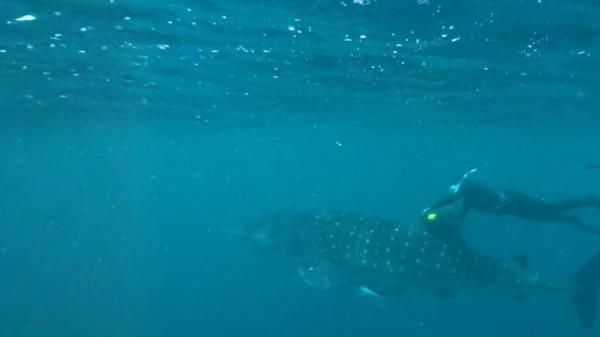 Scientist diver fixing camera to whale shark fin