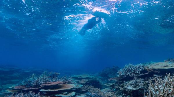 Photo of a snorkeller towing a survey board above a coral reef. Viewed from underwater, the swimmer moves near the surface over plate and branching corals in clear blue water, illustrating reef monitoring and long-term coral reef survey activities.