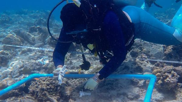 A diver places white devices into an area of coral reef marked by a blue quad