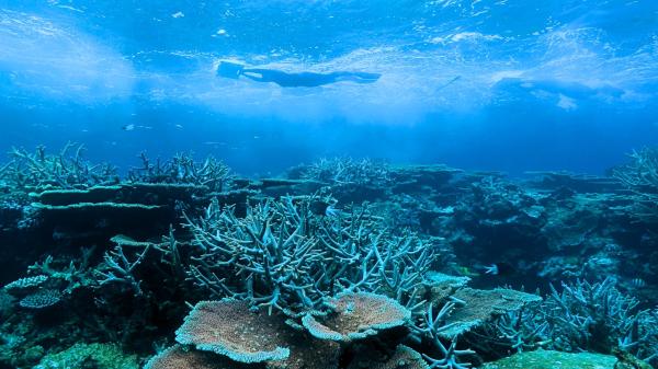 Underwater photo of two snorkellers with manta boards at the water's surface, with a reef underneath