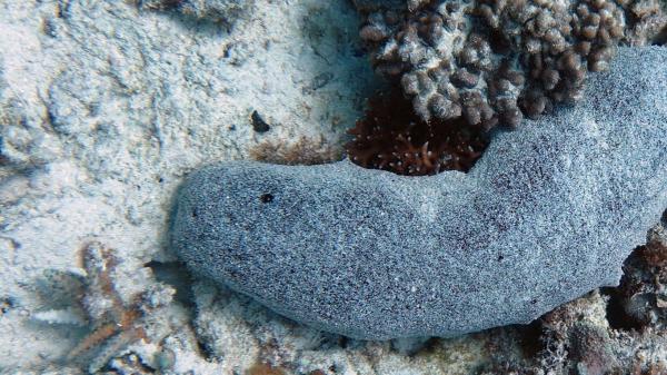 Black teatfish sea cucumber on a coral reef