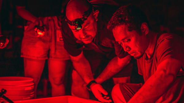 Marine scientists using red lights in aquaculture facility during coral spawning