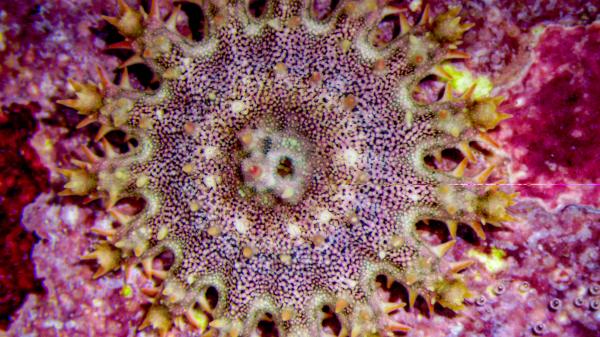juvenile crown-of-thorns starfish