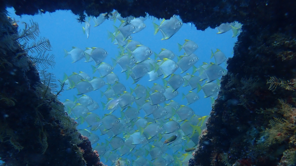 Tropical fish swim past corals growing on artificial structure in Brunei