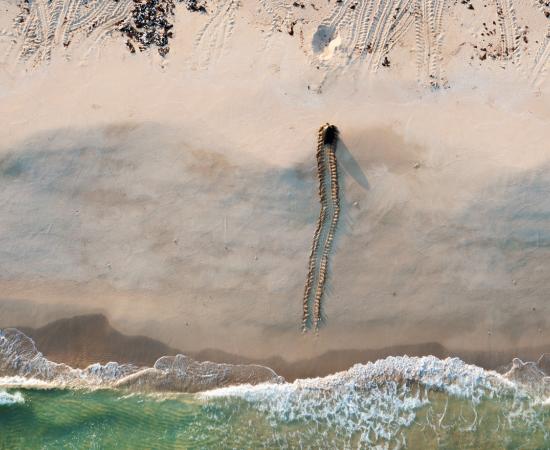 an aerial photo of a turtle crawling up a beach