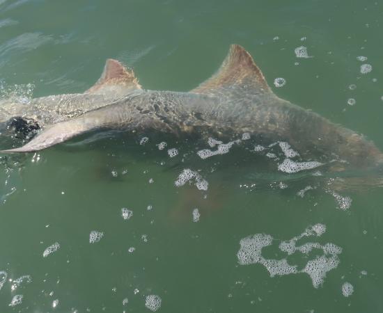 a long grey sawfish just under the surface of the water, which is a bit green and murky
