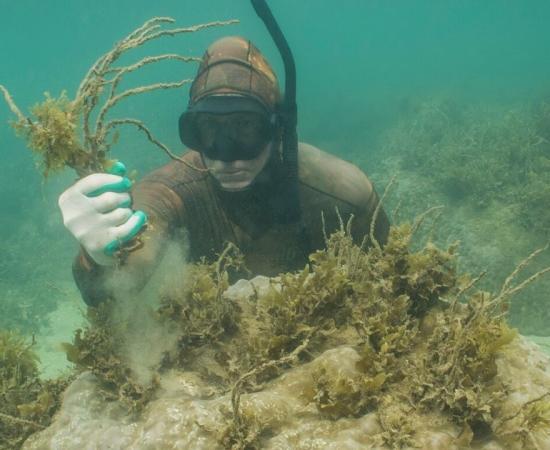 a person underwater holding a handful of seaweed next to a coral
