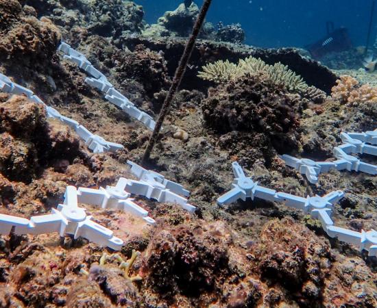 white coral seeding devices on a reef