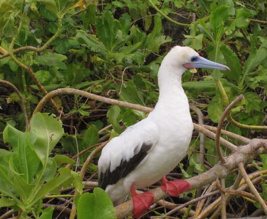 Two birds sit on tree branches